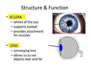 Structure & Function
• SCLERA
– whites of the eye
– supports eyeball
– provides attachment
for muscles
• LENS
– converging lens
– allows us to see
objects near and far
 