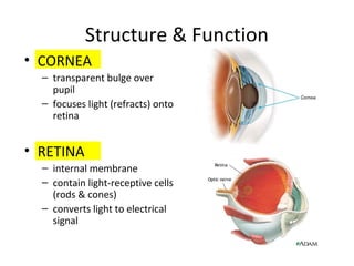 Structure & Function
• CORNEA
– transparent bulge over
pupil
– focuses light (refracts) onto
retina
• RETINA
– internal membrane
– contain light-receptive cells
(rods & cones)
– converts light to electrical
signal
 