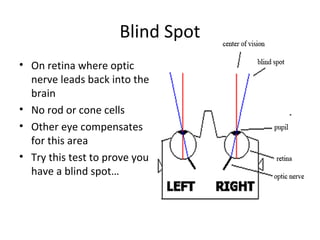 Blind Spot
• On retina where optic
nerve leads back into the
brain
• No rod or cone cells
• Other eye compensates
for this area
• Try this test to prove you
have a blind spot…
 