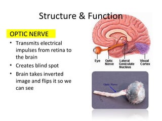 Structure & Function
OPTIC NERVE
• Transmits electrical
impulses from retina to
the brain
• Creates blind spot
• Brain takes inverted
image and flips it so we
can see
 