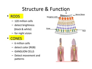 Structure & Function
• RODS
– 120 million cells
– detect brightness
(black & white)
– for night vision
• CONES
– 6 million cells
– detect color (RGB)
– GANGLION CELLS
– Detect movement and
patterns
 
