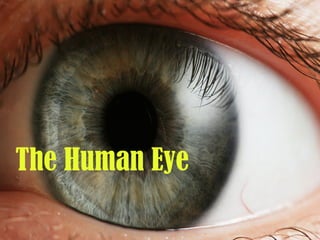 The Human Eye
 