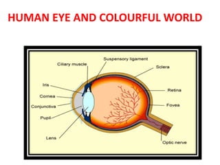 HUMAN EYE AND COLOURFUL WORLD
 