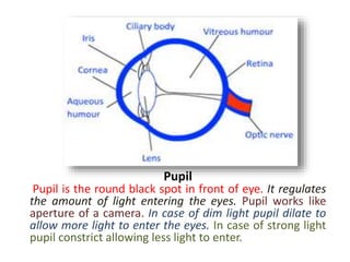 Pupil
Pupil is the round black spot in front of eye. It regulates
the amount of light entering the eyes. Pupil works like
aperture of a camera. In case of dim light pupil dilate to
allow more light to enter the eyes. In case of strong light
pupil constrict allowing less light to enter.
 