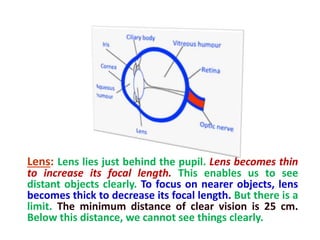 Lens: Lens lies just behind the pupil. Lens becomes thin
to increase its focal length. This enables us to see
distant objects clearly. To focus on nearer objects, lens
becomes thick to decrease its focal length. But there is a
limit. The minimum distance of clear vision is 25 cm.
Below this distance, we cannot see things clearly.
 