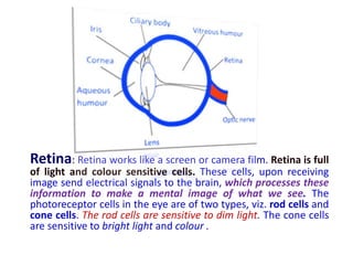 Retina: Retina works like a screen or camera film. Retina is full
of light and colour sensitive cells. These cells, upon receiving
image send electrical signals to the brain, which processes these
information to make a mental image of what we see. The
photoreceptor cells in the eye are of two types, viz. rod cells and
cone cells. The rod cells are sensitive to dim light. The cone cells
are sensitive to bright light and colour .
 