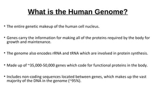 What is the Human Genome?
• The entire genetic makeup of the human cell nucleus.
• Genes carry the information for making all of the proteins required by the body for
growth and maintenance.
• The genome also encodes rRNA and tRNA which are involved in protein synthesis.
• Made up of ~35,000-50,000 genes which code for functional proteins in the body.
• Includes non-coding sequences located between genes, which makes up the vast
majority of the DNA in the genome (~95%).
 