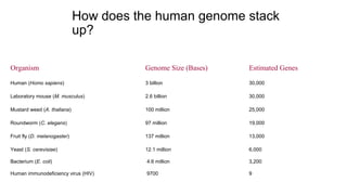 How does the human genome stack
up?
Organism Genome Size (Bases) Estimated Genes
Human (Homo sapiens) 3 billion 30,000
Laboratory mouse (M. musculus) 2.6 billion 30,000
Mustard weed (A. thaliana) 100 million 25,000
Roundworm (C. elegans) 97 million 19,000
Fruit fly (D. melanogaster) 137 million 13,000
Yeast (S. cerevisiae) 12.1 million 6,000
Bacterium (E. coli) 4.6 million 3,200
Human immunodeficiency virus (HIV) 9700 9
 