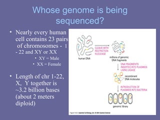 Whose genome is being
sequenced?
• Nearly every human
cell contains 23 pairs
of chromosomes - 1
- 22 and XY or XX
• XY = Male
• XX = Female
• Length of chr 1-22,
X, Y together is
~3.2 billion bases
(about 2 meters
diploid)
 