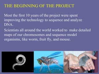 THE BEGINNING OF THE PROJECT
Most the first 10 years of the project were spent
improving the technology to sequence and analyze
DNA.
Scientists all around the world worked to make detailed
maps of our chromosomes and sequence model
organisms, like worm, fruit fly, and mouse.
 