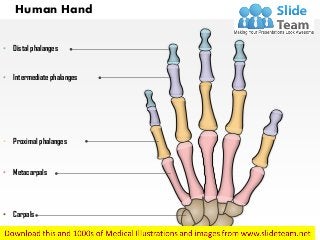 Human Hand
• Distal phalanges
• Intermediate phalanges
• Proximal phalanges
• Metacarpals
• Carpals
 