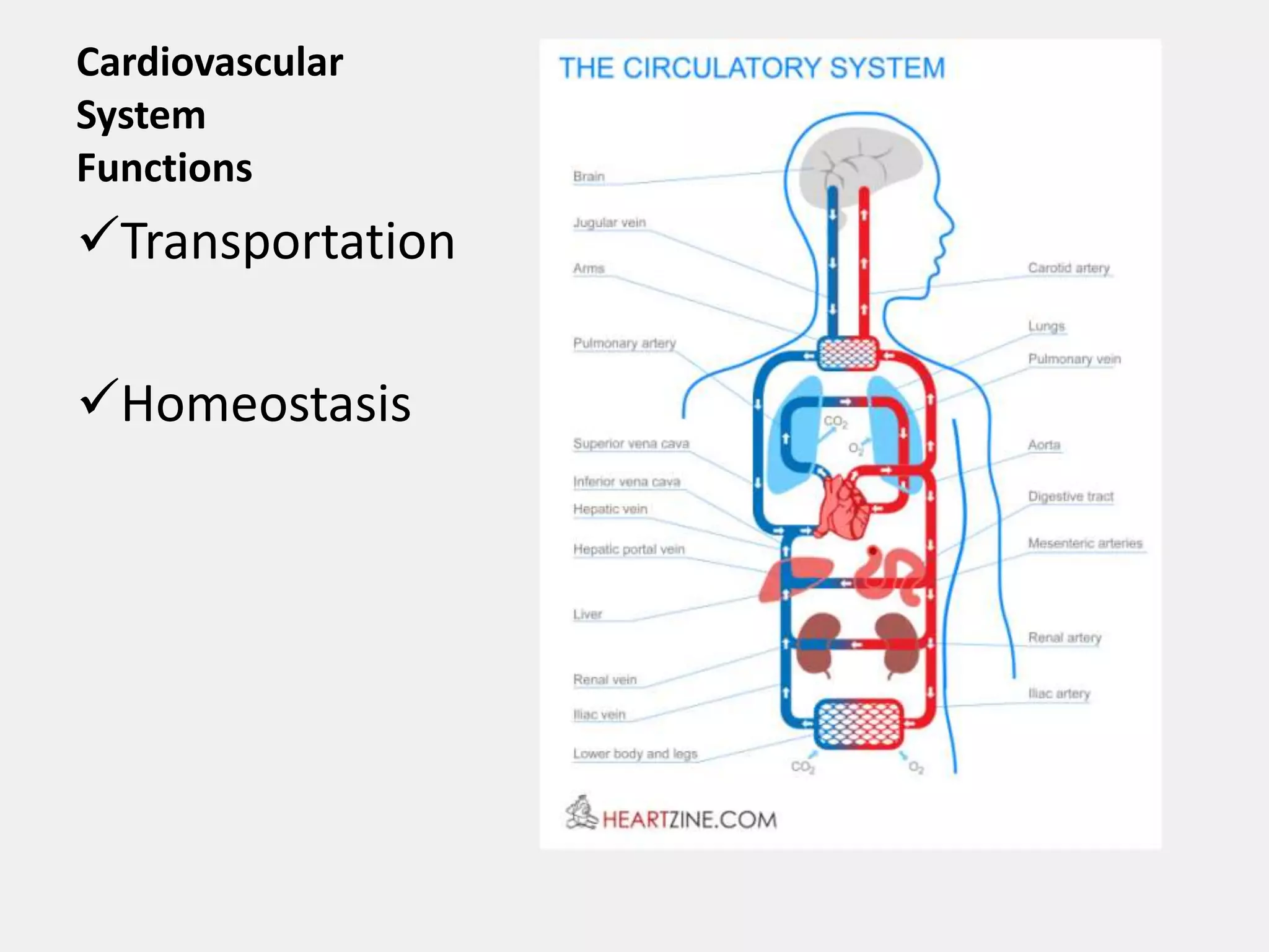 The human heart | PPTX | Heart and Cardiovascular Diseases | Diseases ...