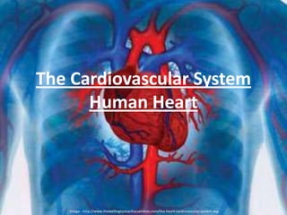 The Cardiovascular System
Human Heart
Image - http://www.thewellingtoncardiacservices.com/the-heart-cardiovascular-system.asp
 
