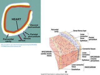 http://academic.amc.edu/martino/grossanatomy/site/NURSES/
TUTORIALS/Heart/Pericardium.htm
 