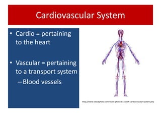 Cardiovascular System
• Cardio = pertaining
to the heart
• Vascular = pertaining
to a transport system
–Blood vessels
http://www.istockphoto.com/stock-photo-6155504-cardiovascular-system.php
 