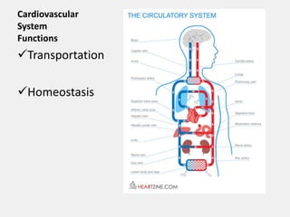 Cardiovascular
System
Functions
Transportation
Homeostasis
 
