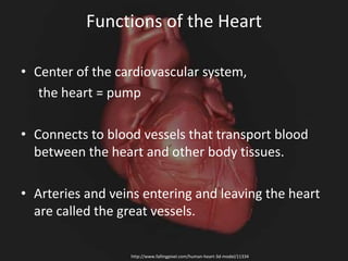 Functions of the Heart
• Center of the cardiovascular system,
the heart = pump
• Connects to blood vessels that transport blood
between the heart and other body tissues.
• Arteries and veins entering and leaving the heart
are called the great vessels.
http://www.fallingpixel.com/human-heart-3d-model/11334
 