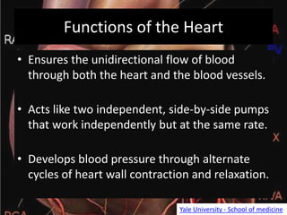 Functions of the Heart
• Ensures the unidirectional flow of blood
through both the heart and the blood vessels.
• Acts like two independent, side-by-side pumps
that work independently but at the same rate.
• Develops blood pressure through alternate
cycles of heart wall contraction and relaxation.
Yale University - School of medicine
 