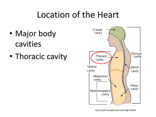 Location of the Heart
• Major body
cavities
• Thoracic cavity
http://wellnessadvocate.com/?dgl=10463
 