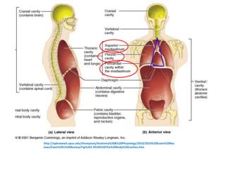http://apbrwww5.apsu.edu/thompsonj/Anatomy%20&%20Physiology/2010/2010%20Exam%20Rev
iews/Exam%201%20Review/Fig%201.9%20%20The%20Body%20Cavities.htm
 