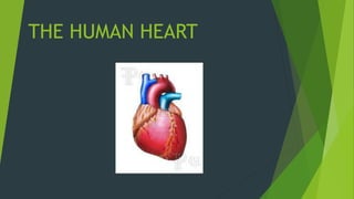 THE HUMAN HEART
 