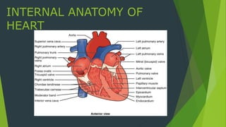 INTERNAL ANATOMY OF
HEART
 