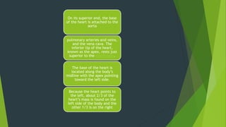 On its superior end, the base
of the heart is attached to the
aorta
pulmonary arteries and veins,
and the vena cava. The
inferior tip of the heart,
known as the apex, rests just
superior to the diaphragm.
The base of the heart is
located along the body’s
midline with the apex pointing
toward the left side.
Because the heart points to
the left, about 2/3 of the
heart’s mass is found on the
left side of the body and the
other 1/3 is on the right
 