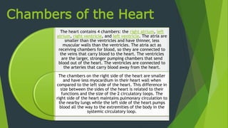 Chambers of the Heart
The heart contains 4 chambers: the right atrium, left
atrium, right ventricle, and left ventricle. The atria are
smaller than the ventricles and have thinner, less
muscular walls than the ventricles. The atria act as
receiving chambers for blood, so they are connected to
the veins that carry blood to the heart. The ventricles
are the larger, stronger pumping chambers that send
blood out of the heart. The ventricles are connected to
the arteries that carry blood away from the heart.
The chambers on the right side of the heart are smaller
and have less myocardium in their heart wall when
compared to the left side of the heart. This difference in
size between the sides of the heart is related to their
functions and the size of the 2 circulatory loops. The
right side of the heart maintains pulmonary circulation to
the nearby lungs while the left side of the heart pumps
blood all the way to the extremities of the body in the
systemic circulatory loop.
 