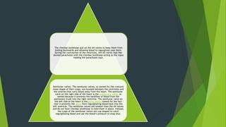 The chordae tendineae pull on the AV valves to keep them from
folding backwards and allowing blood to regurgitate past them.
During the contraction of the ventricles, the AV valves look like
domed parachutes with the chordae tendineae acting as the ropes
holding the parachutes taut.
Semilunar valves. The semilunar valves, so named for the crescent
moon shape of their cusps, are located between the ventricles and
the arteries that carry blood away from the heart. The semilunar
valve on the right side of the heart is the pulmonary valve, so
named because it prevents the backflow of blood from the
pulmonary trunk into the right ventricle. The semilunar valve on
the left side of the heart is theaortic valve, named for the fact
that it prevents the aorta from regurgitating blood back into the
left ventricle. The semilunar valves are smaller than the AV valves
and do not have chordae tendineae to hold them in place. Instead,
the cusps of the semilunar valves are cup shaped to catch
regurgitating blood and use the blood’s pressure to snap shut.
 