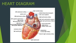 HEART DIAGRAM
 