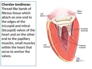 THE HUMAN HEART & Electrical conduction System of the Heart.pptx