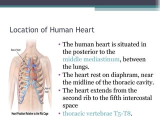 The human heart [recovered] | PPT
