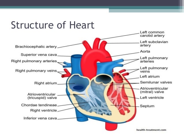 Parts Of The Heart Mitral Valve Image collections - How To 