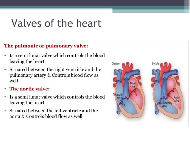The human heart [recovered]