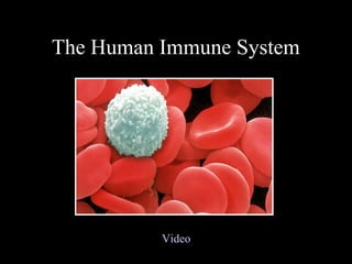 The Human Immune System




          Video
 