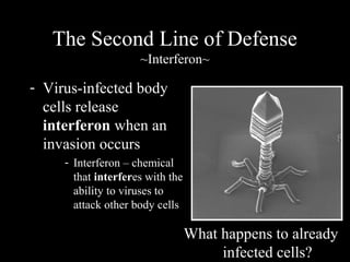 - Virus-infected body
cells release
interferon when an
invasion occurs
- Interferon – chemical
that interferes with the
ability to viruses to
attack other body cells
The Second Line of Defense
~Interferon~
What happens to already
infected cells?
 