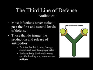 - Most infections never make it
past the first and second levels
of defense
- Those that do trigger the
production and release of
antibodies
- Proteins that latch onto, damage,
clump, and slow foreign particles
- Each antibody binds only to one
specific binding site, known as an
antigen
The Third Line of Defense
~Antibodies~
 