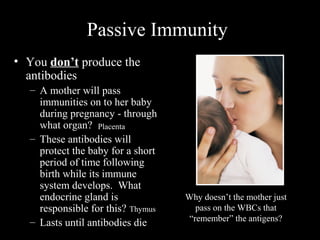 Passive Immunity
• You don’t produce the
antibodies
– A mother will pass
immunities on to her baby
during pregnancy - through
what organ?
– These antibodies will
protect the baby for a short
period of time following
birth while its immune
system develops. What
endocrine gland is
responsible for this?
– Lasts until antibodies die
Why doesn’t the mother just
pass on the WBCs that
“remember” the antigens?
Thymus
Placenta
 