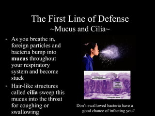 - As you breathe in,
foreign particles and
bacteria bump into
mucus throughout
your respiratory
system and become
stuck
- Hair-like structures
called cilia sweep this
mucus into the throat
for coughing or
swallowing
The First Line of Defense
~Mucus and Cilia~
Don’t swallowed bacteria have a
good chance of infecting you?
 