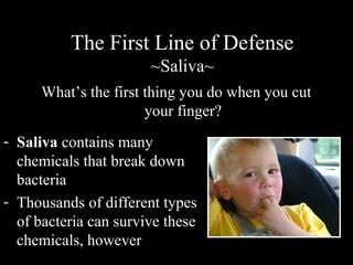 The First Line of Defense
~Saliva~
What’s the first thing you do when you cut
your finger?
- Saliva contains many
chemicals that break down
bacteria
- Thousands of different types
of bacteria can survive these
chemicals, however
 