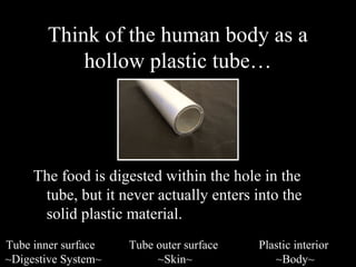 Think of the human body as a
hollow plastic tube…
The food is digested within the hole in the
tube, but it never actually enters into the
solid plastic material.
Tube inner surface
~Digestive System~
Plastic interior
~Body~
Tube outer surface
~Skin~
 