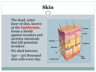 Skin
- The dead, outer
layer of skin, known
as the Epidermis,
forms a shield
against invaders and
secretes chemicals
that kill potential
invaders .
- We shed between
(40 – 50) thousand
skin cells every day.
 