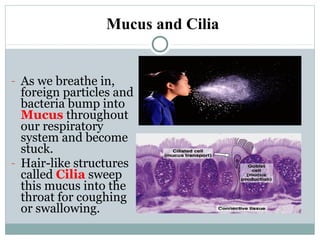 - As we breathe in,
foreign particles and
bacteria bump into
Mucus throughout
our respiratory
system and become
stuck.
- Hair-like structures
called Cilia sweep
this mucus into the
throat for coughing
or swallowing.
Mucus and Cilia
 
