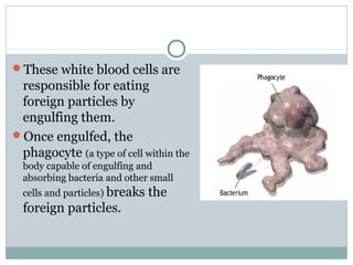 These white blood cells are
responsible for eating
foreign particles by
engulfing them.
Once engulfed, the
phagocyte (a type of cell within the
body capable of engulfing and
absorbing bacteria and other small
cells and particles) breaks the
foreign particles.
 