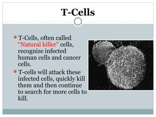 T-Cells
T-Cells, often called
“Natural killer” cells,
recognize infected
human cells and cancer
cells.
T-cells will attack these
infected cells, quickly kill
them and then continue
to search for more cells to
kill.
 