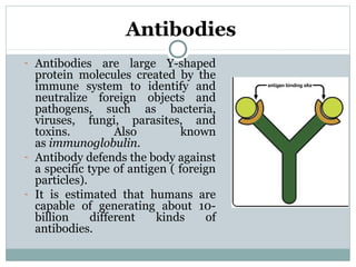 Antibodies
- Antibodies are large Y-shaped
protein molecules created by the
immune system to identify and
neutralize foreign objects and
pathogens, such as bacteria,
viruses, fungi, parasites, and
toxins. Also known
as immunoglobulin.
- Antibody defends the body against
a specific type of antigen ( foreign
particles).
- It is estimated that humans are
capable of generating about 10-
billion different kinds of
antibodies.
 