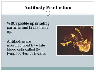 Antibody Production
- WBCs gobble up invading
particles and break them
up.
- Antibodies are
manufactured by white
blood cells called B-
lymphocytes, or B-cells.
 