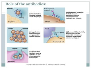 Role of the antibodies:
 