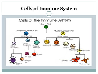 Cells of Immune System
 