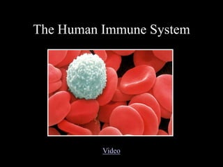 The Human Immune System
Video
 